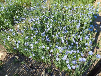 Click for 1 image(s) for this accession.